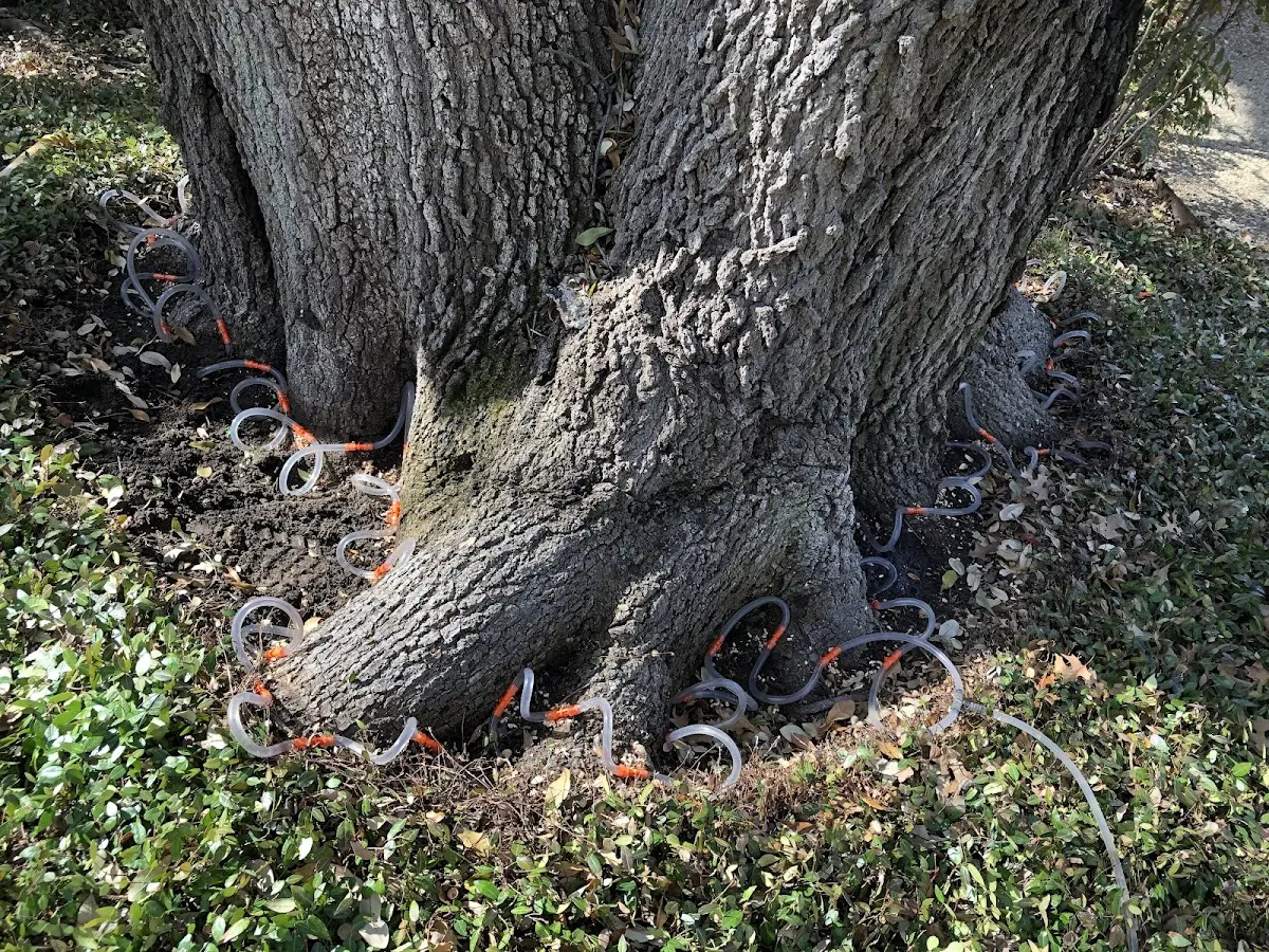 Detailed Tree Cabling and Bracing job site in New Russia
