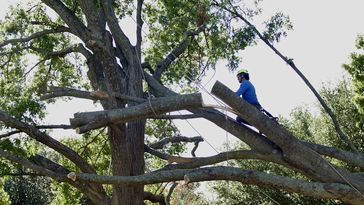Professional Crown Thinning performed by certified arborists in New Russia