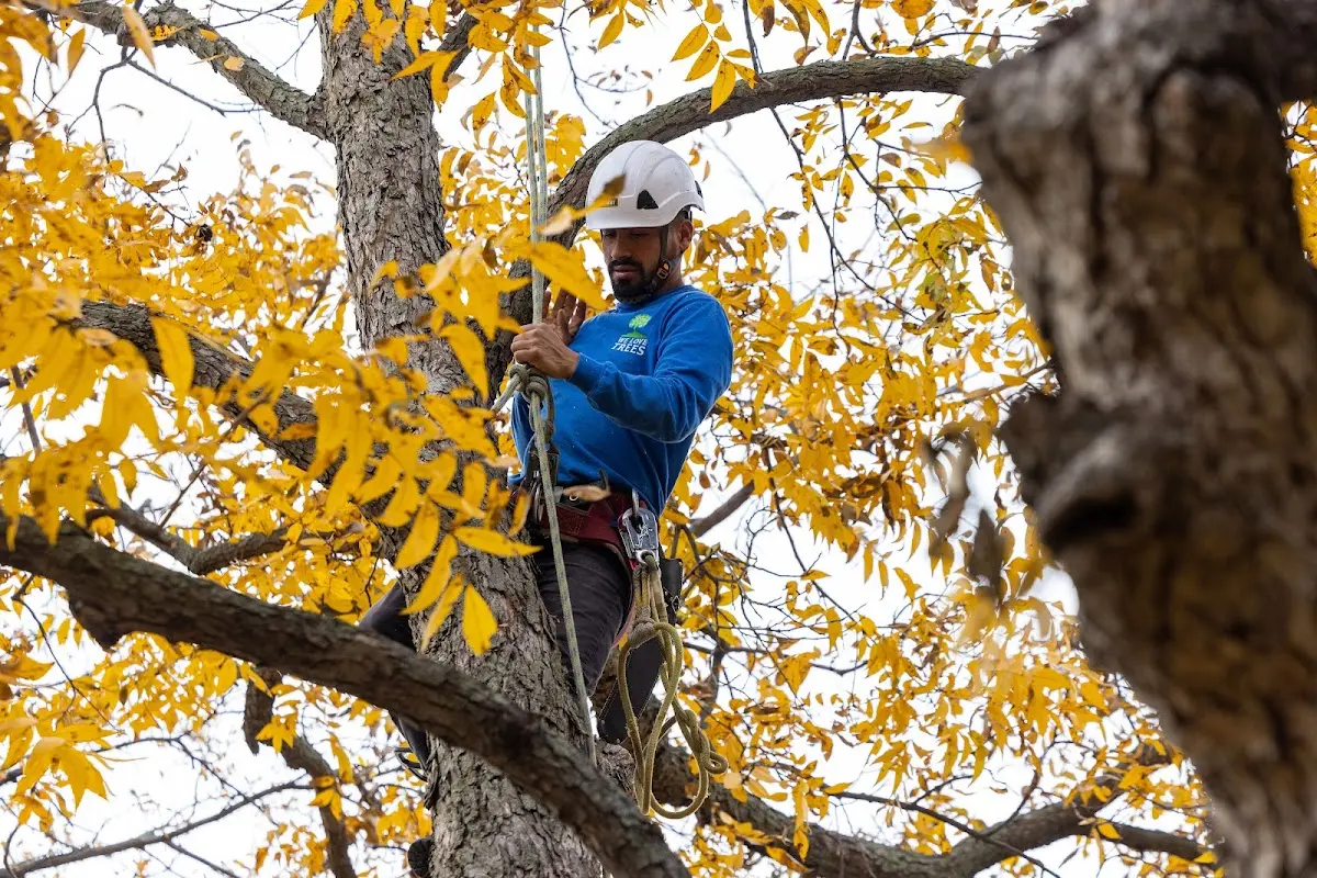 Skilled Tree Pruning crew working in New Russia